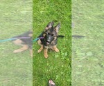 Small #21 German Shepherd Dog