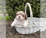 Small Photo #3 Shih Tzu Puppy For Sale in MIDDLEBURY, IN, USA