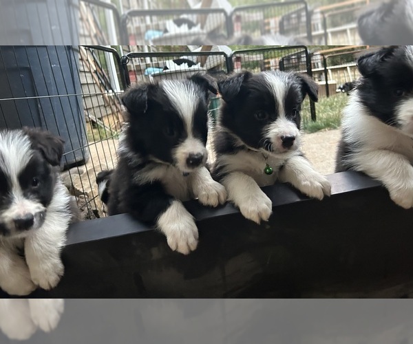 Medium Photo #22 Border Collie Puppy For Sale in CAMAS, WA, USA