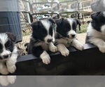 Small Photo #22 Border Collie Puppy For Sale in CAMAS, WA, USA