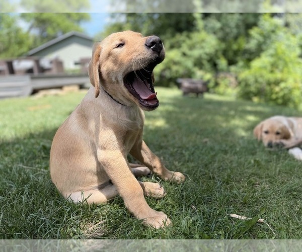 Medium Photo #10 Labrador Retriever Puppy For Sale in EAGAN, MN, USA