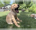 Small #9 Labrador Retriever