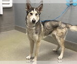 Small Siberian Husky Mix