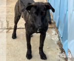 Small #1 Labrador Retriever Mix