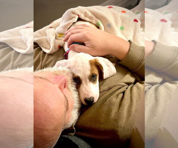 Medium Photo #2 Australian Shepherd-Unknown Mix Puppy For Sale in New London, WI, USA