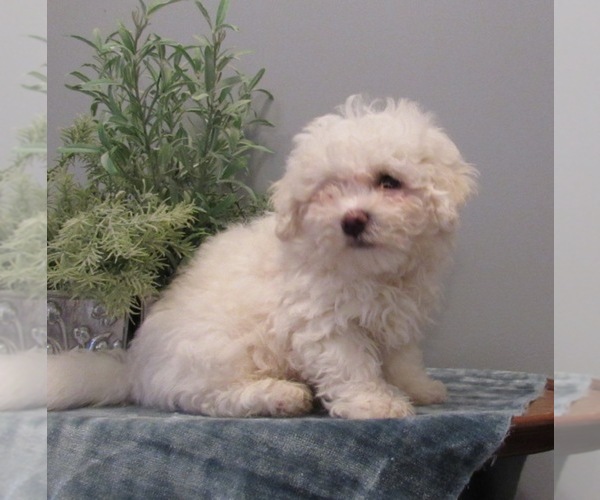 View Ad Bichon Frise Puppy for Sale near Iowa, LE MARS, USA. ADN177523