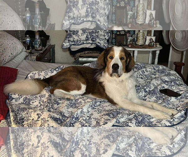 Medium Photo #3 Great Pyrenees-Saint Bernard Mix Puppy For Sale in Oakhurst, NJ, USA
