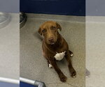 Cinnamon 5mo (AVA 10/28) - Female Labrador Retriever-Unknown Mix Dog for Adoption - Small photo
