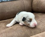 Small Photo #5 Miniature Australian Shepherd Puppy For Sale in NEW BRAUNFELS, TX, USA