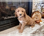 Small Photo #14 Goldendoodle Puppy For Sale in MONTROSE, CO, USA