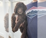 Small #13 Goldendoodle-Poodle (Standard) Mix