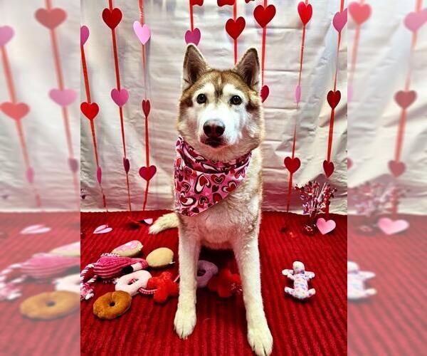 Medium Photo #1 Siberian Husky Puppy For Sale in Frisco, CO, USA