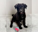 Small #1 Mutt