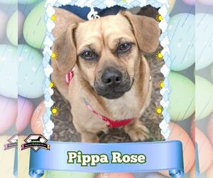 Dachshund-Unknown Mix Dogs for adoption in San Antonio, TX, USA