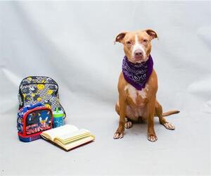 American Pit Bull Terrier Dogs for adoption in Sanford, FL, USA