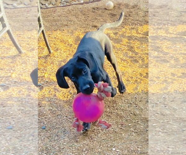 Medium Photo #7 Spanador Puppy For Sale in Fort Worth, TX, USA