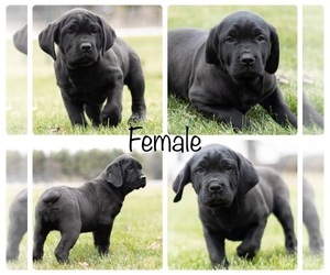 Cane Corso Puppy for sale in MENTONE, IN, USA