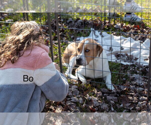 Medium Photo #1 Mutt Puppy For Sale in Farmerville, LA, USA