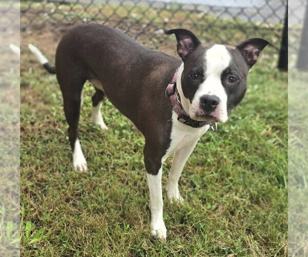 Medium Photo #2 Staffordshire Bull Terrier Puppy For Sale in Glen Allen, VA, USA