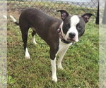 Small Photo #2 Staffordshire Bull Terrier Puppy For Sale in Glen Allen, VA, USA