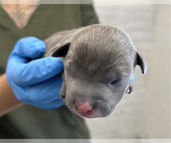 Medium Photo #1 Mutt Puppy For Sale in San Bernardino, CA, USA