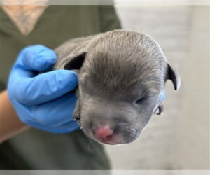 Mutt Dogs for adoption in San Bernardino, CA, USA