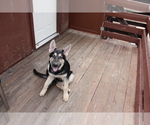 Small Photo #17 German Shepherd Dog Puppy For Sale in PINE MOUNTAIN CLUB, CA, USA