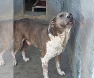 Mutt Dogs for adoption in Rustburg, VA, USA