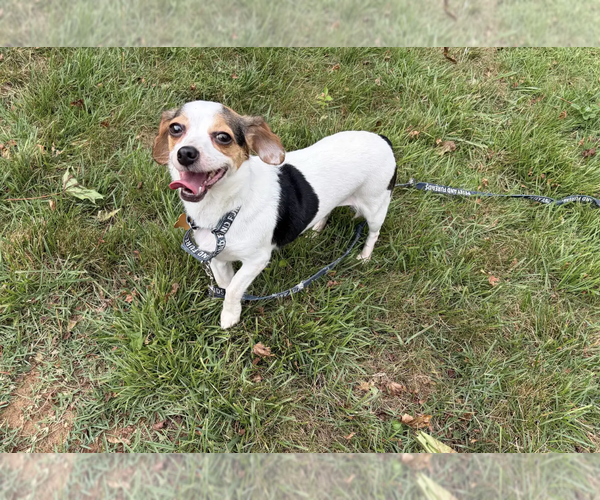 Medium Photo #3 Cheagle Puppy For Sale in Rockville, MD, USA