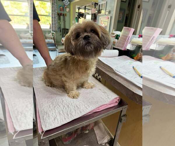 Medium Photo #1 Shih Tzu Puppy For Sale in Benton, LA, USA