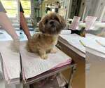 Lucy van Pelt (NOT YET AVAILABLE - PREGNANT) - Female Shih Tzu Dog for Adoption - Small photo