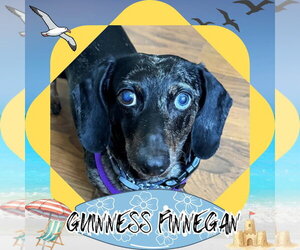 Dachshund Dogs for adoption in San Antonio, TX, USA