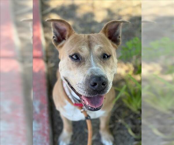 Medium Photo #2 American Pit Bull Terrier-Unknown Mix Puppy For Sale in Woodland, CA, USA