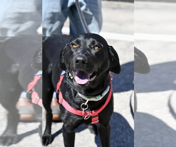 Medium Photo #1 Mutt Puppy For Sale in Wakefield, RI, USA