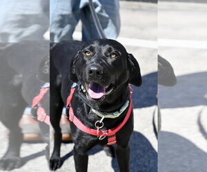 Mutt Dogs for adoption in Wakefield, RI, USA