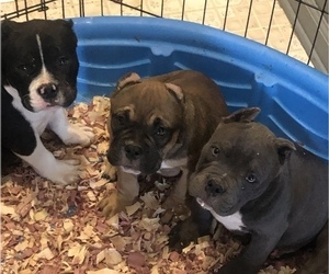 American Bully Puppy for sale in EFFINGHAM, SC, USA