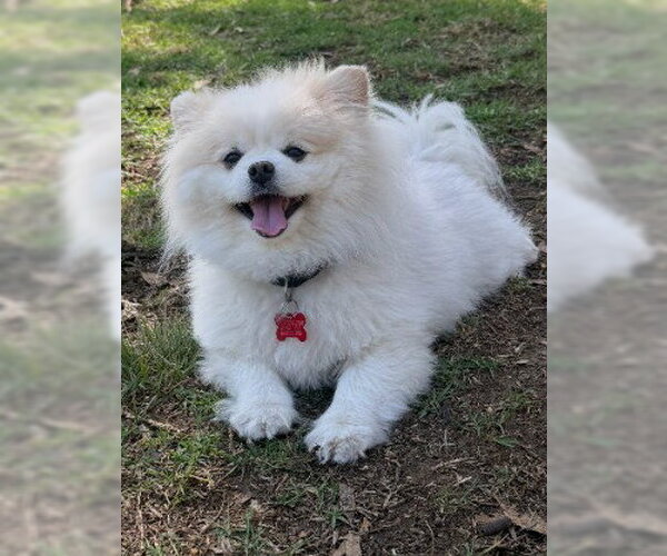 Medium Photo #1 Pomeranian Puppy For Sale in San Diego, CA, USA