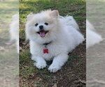 Small Pomeranian