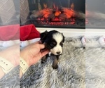 Small Photo #36 Miniature Australian Shepherd Puppy For Sale in QUINCY, CA, USA