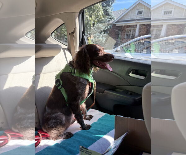 Medium Photo #2 Brittany Puppy For Sale in Curwensville, PA, USA