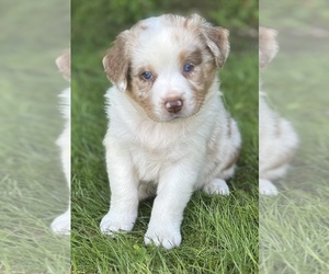 Australian Shepherd Puppy for sale in ROCK STREAM, NY, USA