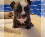 Small #3 American Bully