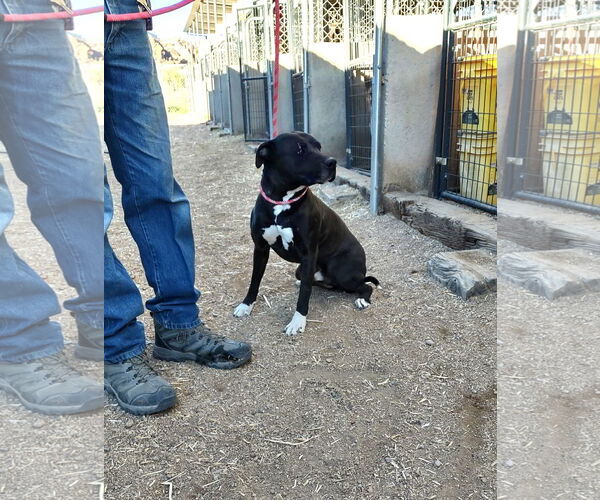 Medium Photo #2 American Staffordshire Terrier Puppy For Sale in Golden Valley, AZ, USA