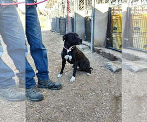 Konan - Male American Staffordshire Terrier Dog for Adoption - Photo #2