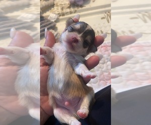 Chihuahua Puppy for sale in CITRUS HEIGHTS, CA, USA