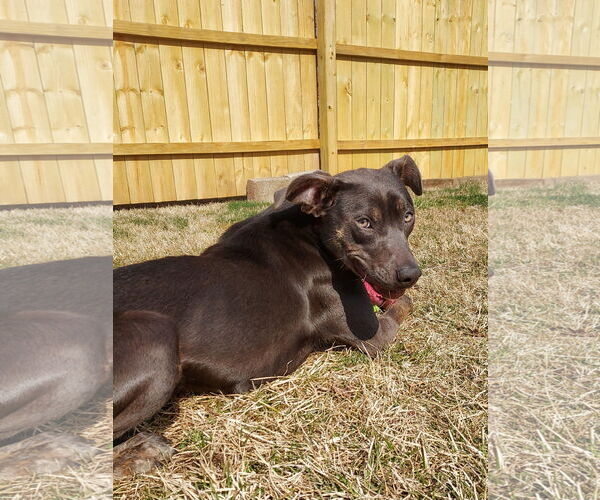 Medium Photo #3 Unknown-Weimaraner Mix Puppy For Sale in Columbus, IN, USA