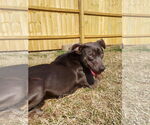 Small #2 Weimaraner Mix