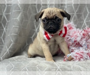 Pug Puppy for sale in LAKELAND, FL, USA