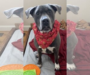 Cooper - Male American Staffordshire Terrier-Labrador Retriever Mix Dog for Adoption - Photo #2