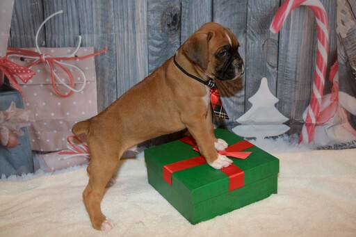 Medium Photo #23 Boxer Puppy For Sale in CHILHOWEE, MO, USA